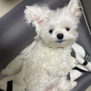 Maltese puppies for sale Michigan