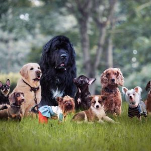 What is the most popular dog breed in the world?