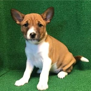 Basenji puppies for sale Texas