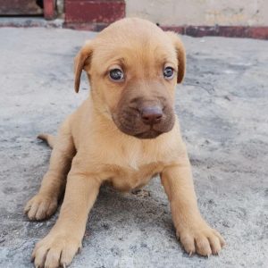 Black mouth cur puppies for sale