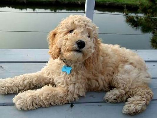 What is good and bad about Maltipoo?