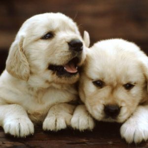 Armant puppies