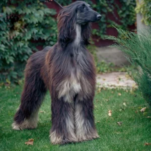 Afghan Hound Puppies for Sale in the USA