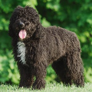 Barbet puppy for sale near me