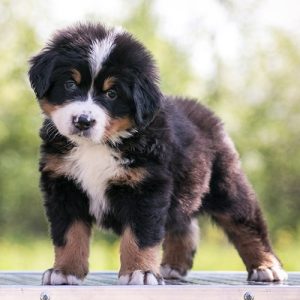 Bernese mountain dog size
