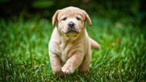 What is the most liked puppy