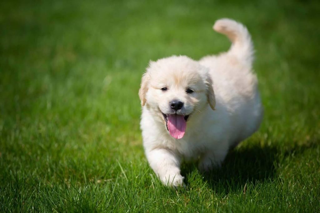 What breed of puppies sell best?