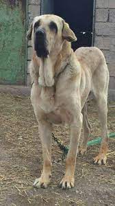 Assyrian Mastiff