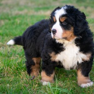Bernese mountain dog for sale