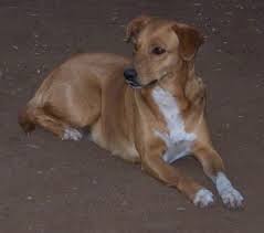 African dogs for sale
