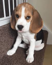 Beagle puppies for sale under $500