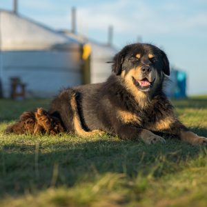 Mongolian Shepherd Dog for Sale