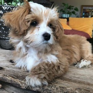 Teacup havanese puppies for sale